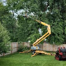 Best Leaf Removal  in Chico, CA