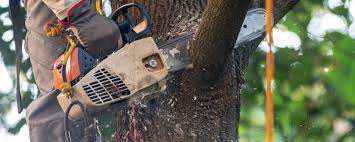 Best Lawn Pest Prevention  in Chico, CA