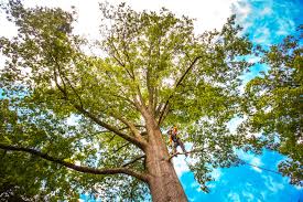 Best Lot and Land Clearing  in Chico, CA