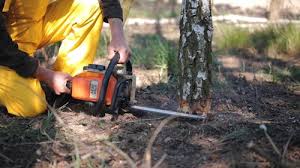 Tree and Shrub Care in Chico, CA