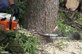 How Our Tree Care Process Works  in  Chico, CA