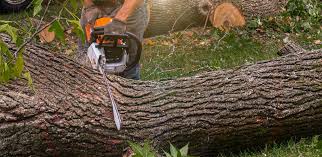 Best Palm Tree Trimming  in Chico, CA