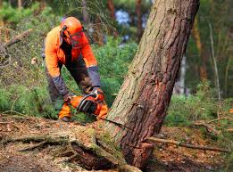 Best Utility Line Clearance  in Chico, CA
