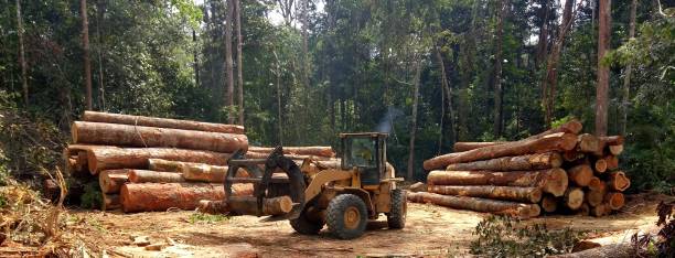 Best Firewood Processing and Delivery  in Chico, CA