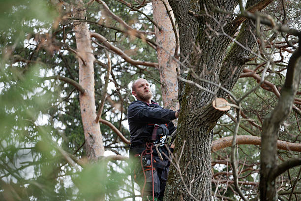 Best Tree Maintenance Programs  in Chico, CA
