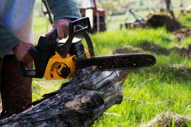 Best Tree Risk Assessment  in Chico, CA