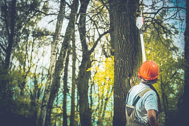 Best Arborist Consultation Services  in Chico, CA